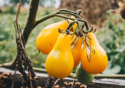Christopher Burton, Yellow Tomatoes
