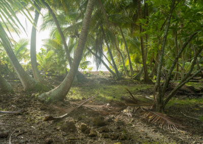 Matthew Arnold: The jungle, Enedrik-Kan Island, Milli Atoll, Marshall Islands