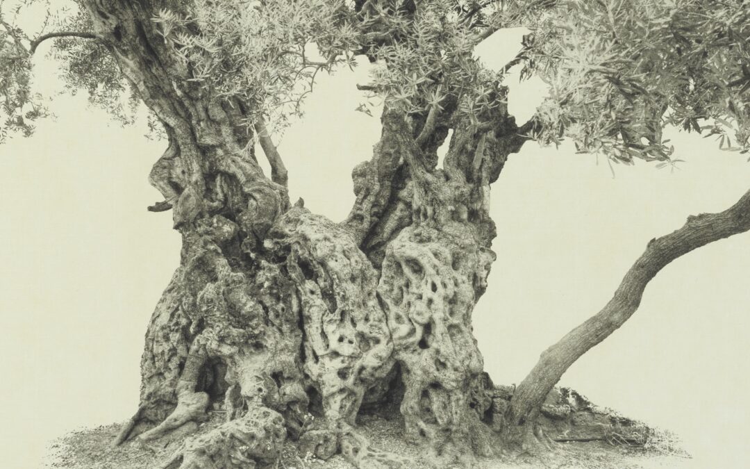 Every Olive Tree in the Garden of Gethsemane: Wendy Babcox