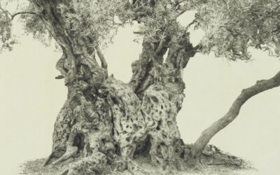 Wendy Babcox; Every Olive Tree in the Garden of Gethsemane #9