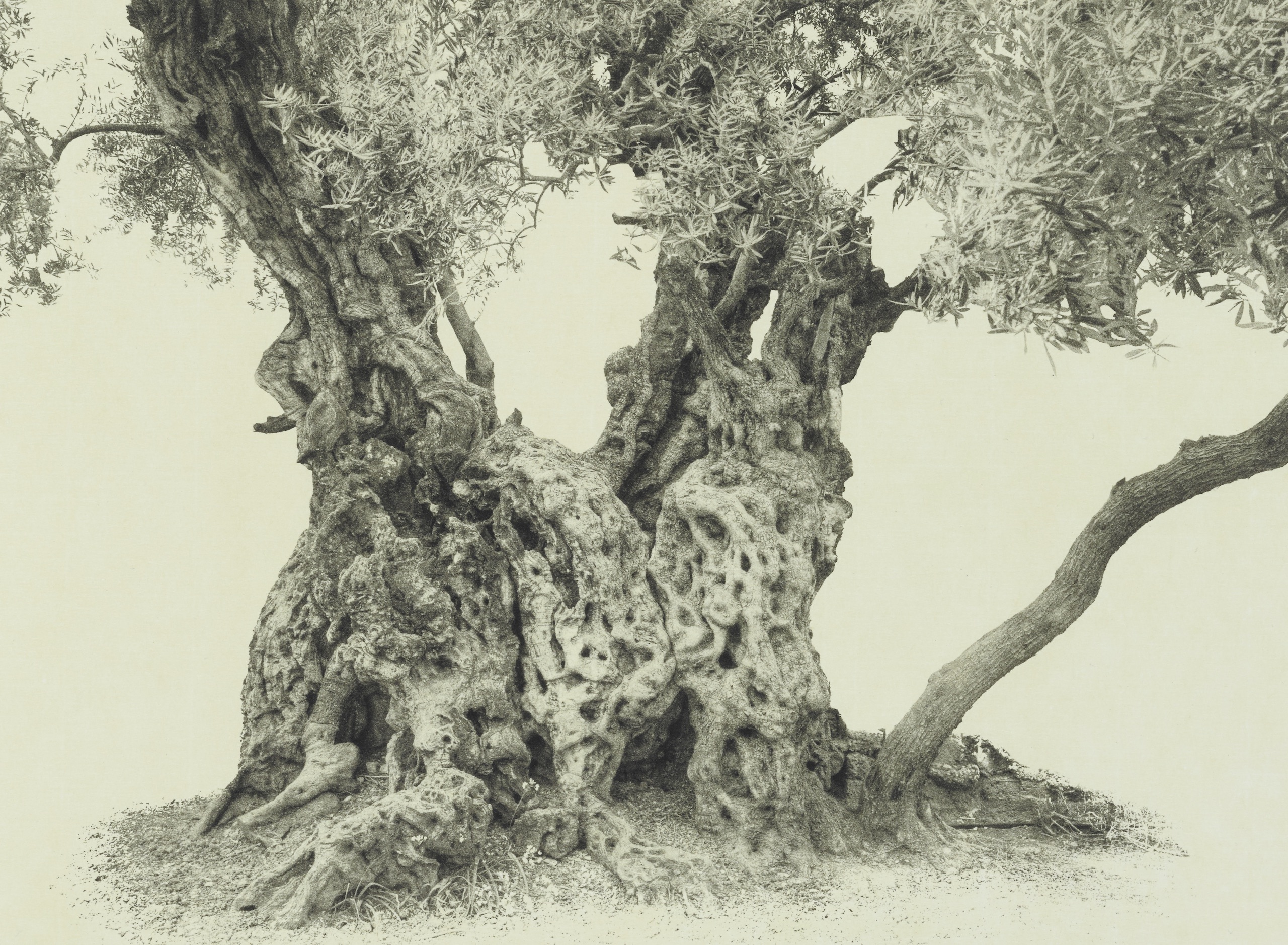 Wendy Babcox; Every Olive Tree in the Garden of Gethsemane #9