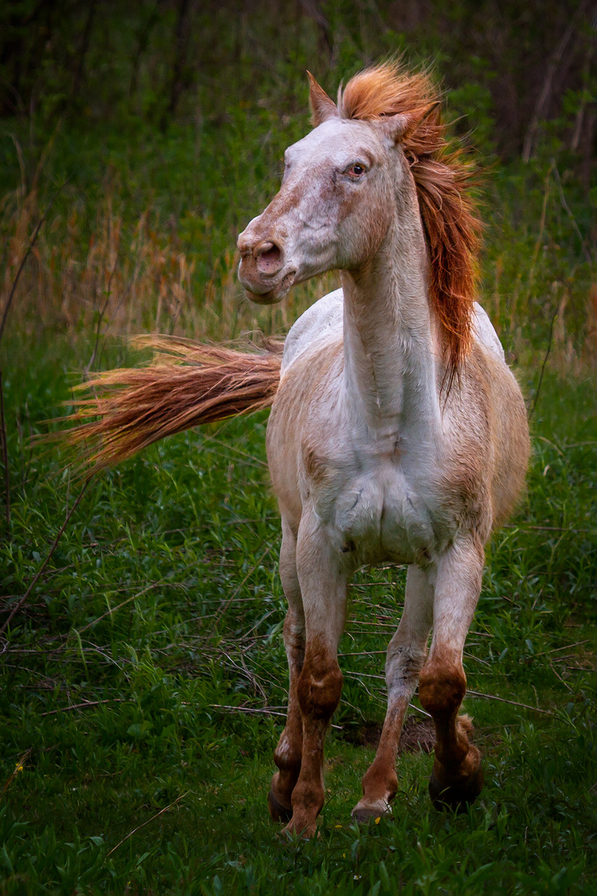 white and brown horse running through a green field