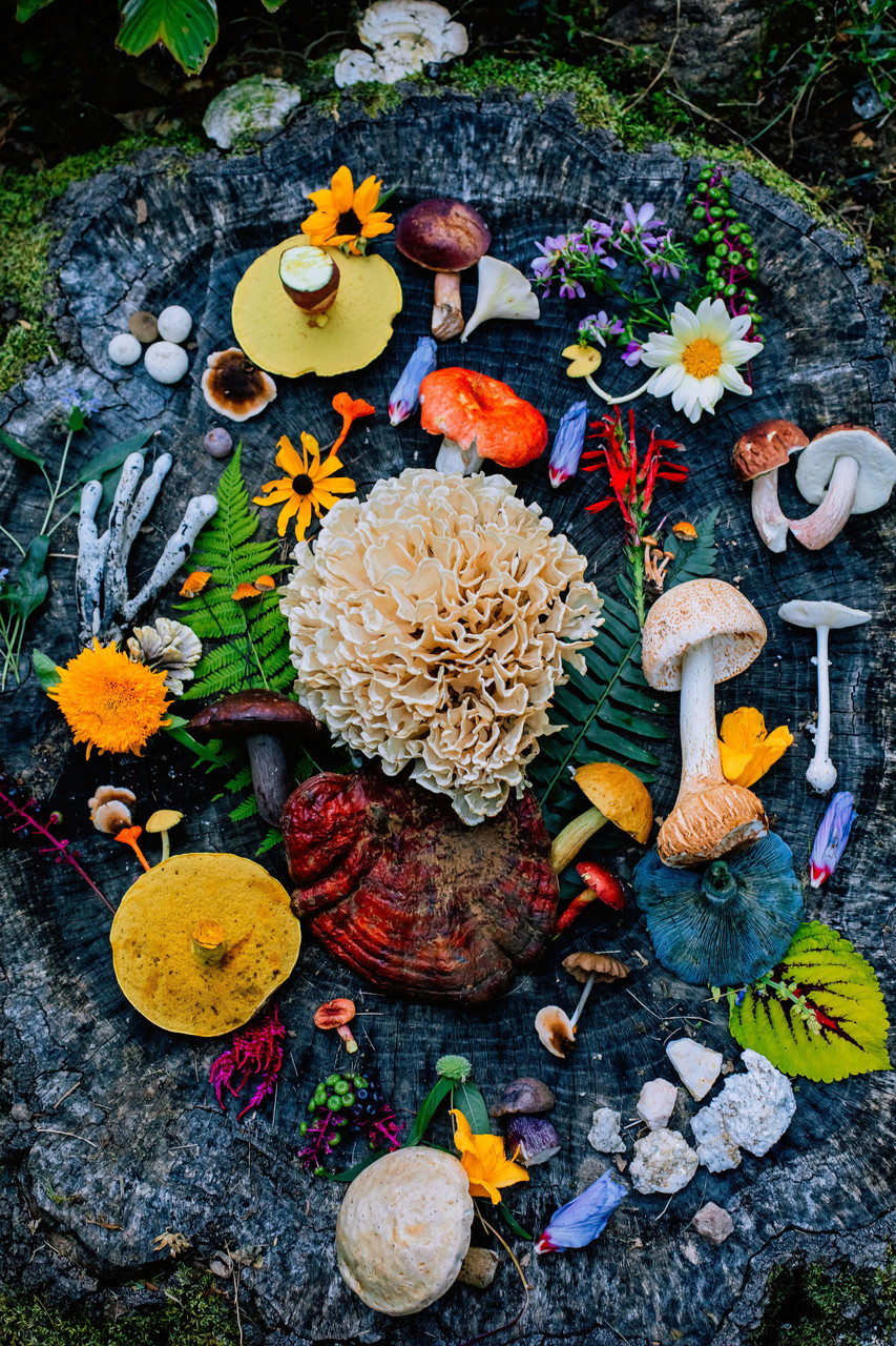 colorful fauna on a tree stump